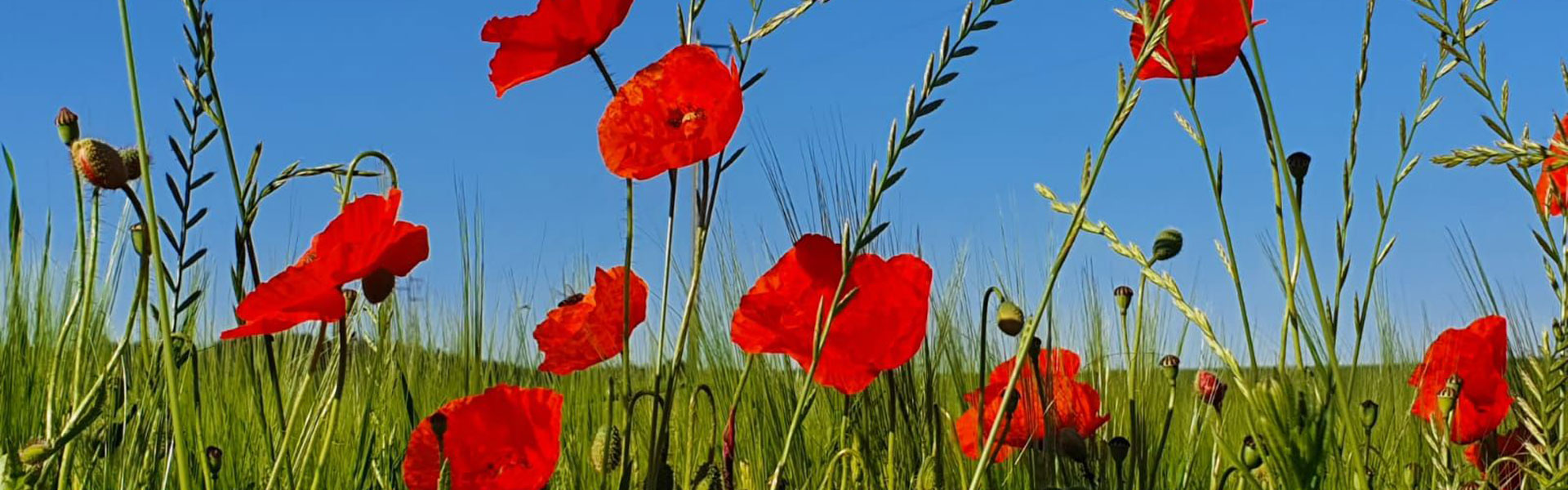 Header Mittelstetten (017) - Mohnblumen